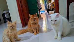 6-12 Months Male Mixed Breed Persian