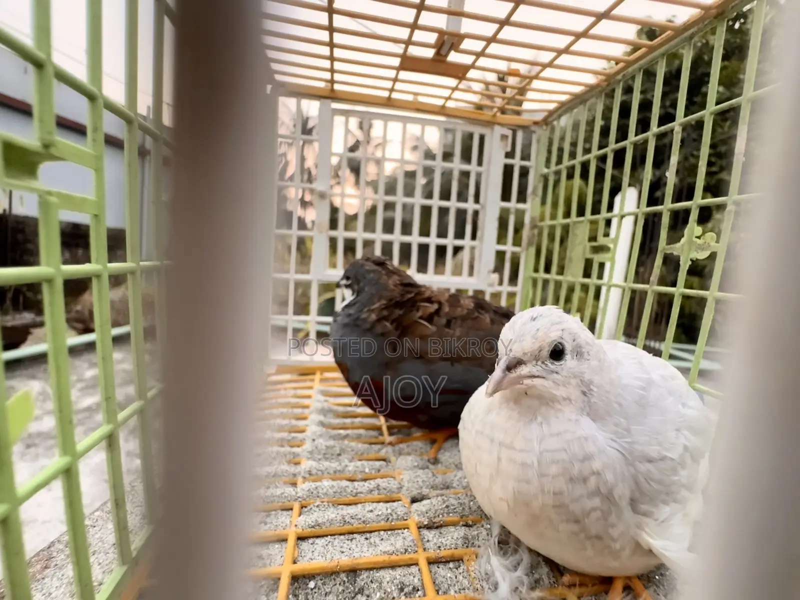 King Quail Bird Running
