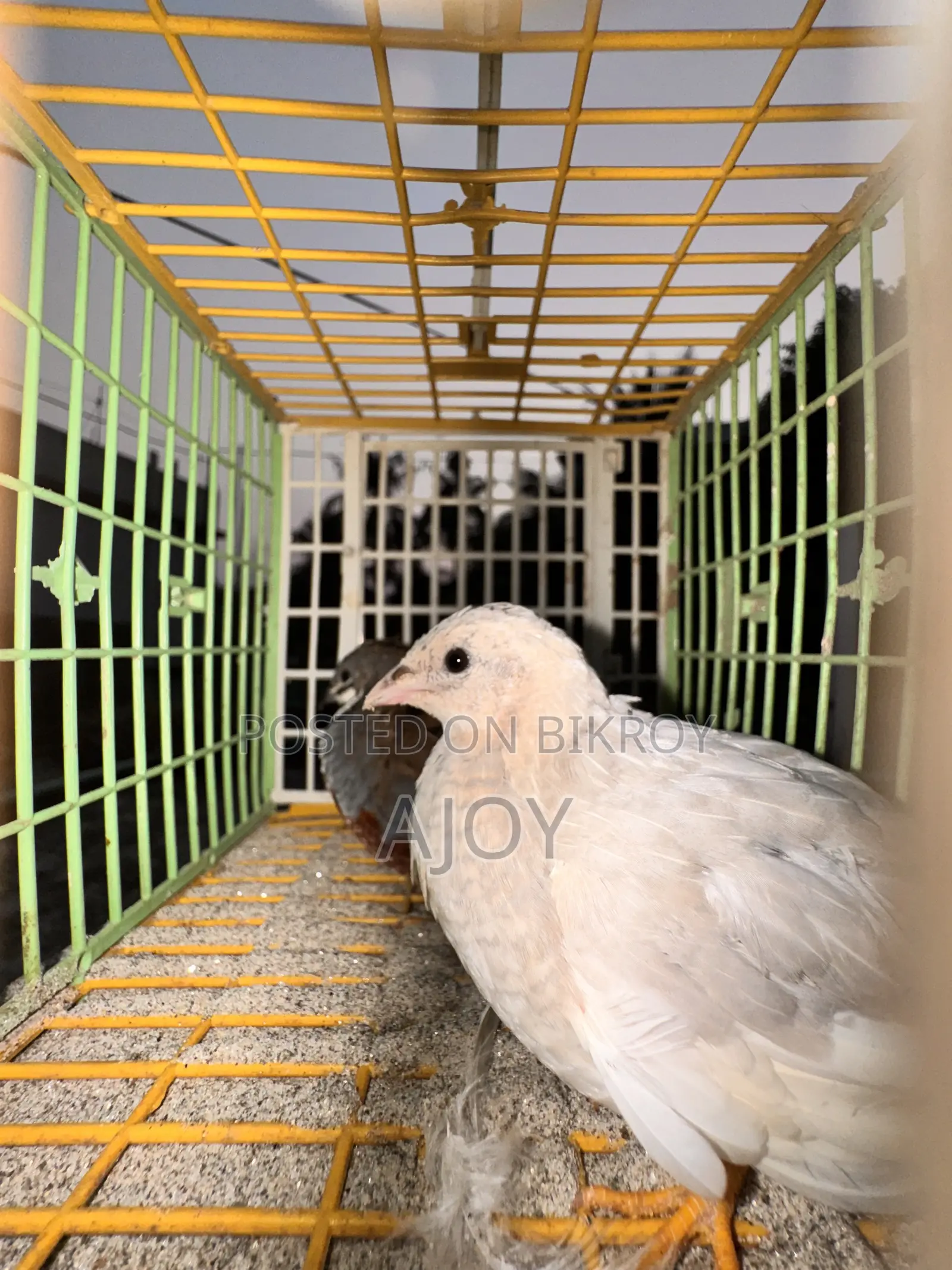 King Quail Bird Running