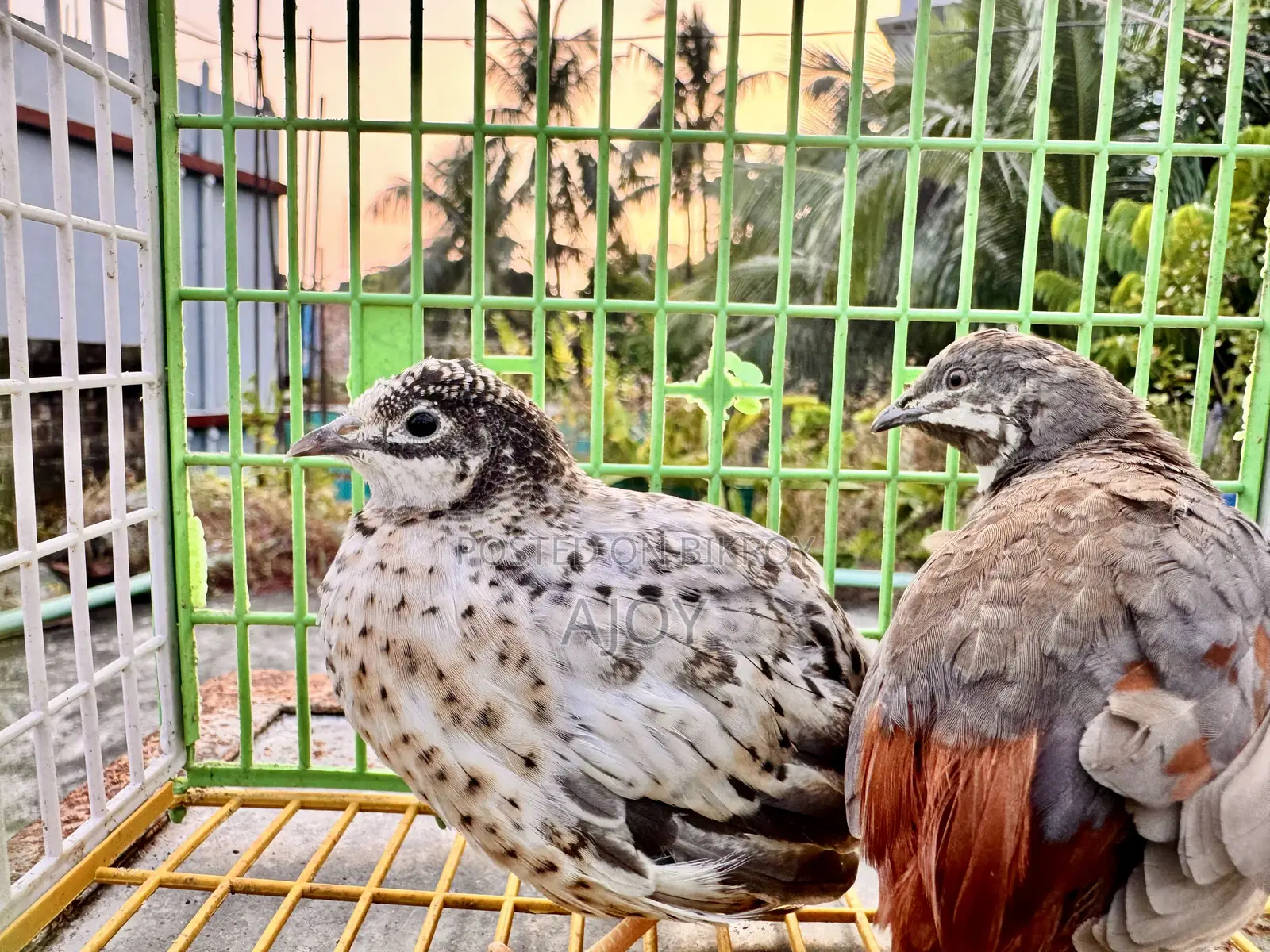 King Quail Bird Running