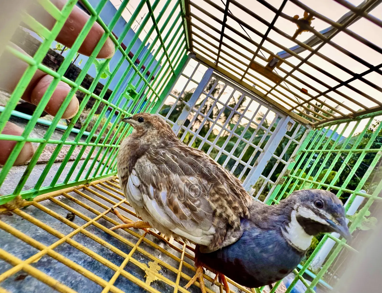 King Quail Bird Running