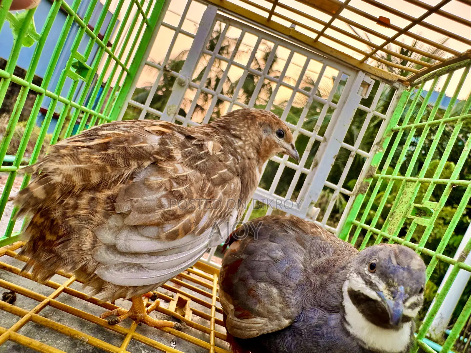King Quail Bird Running