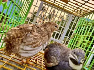 King Quail Bird Running