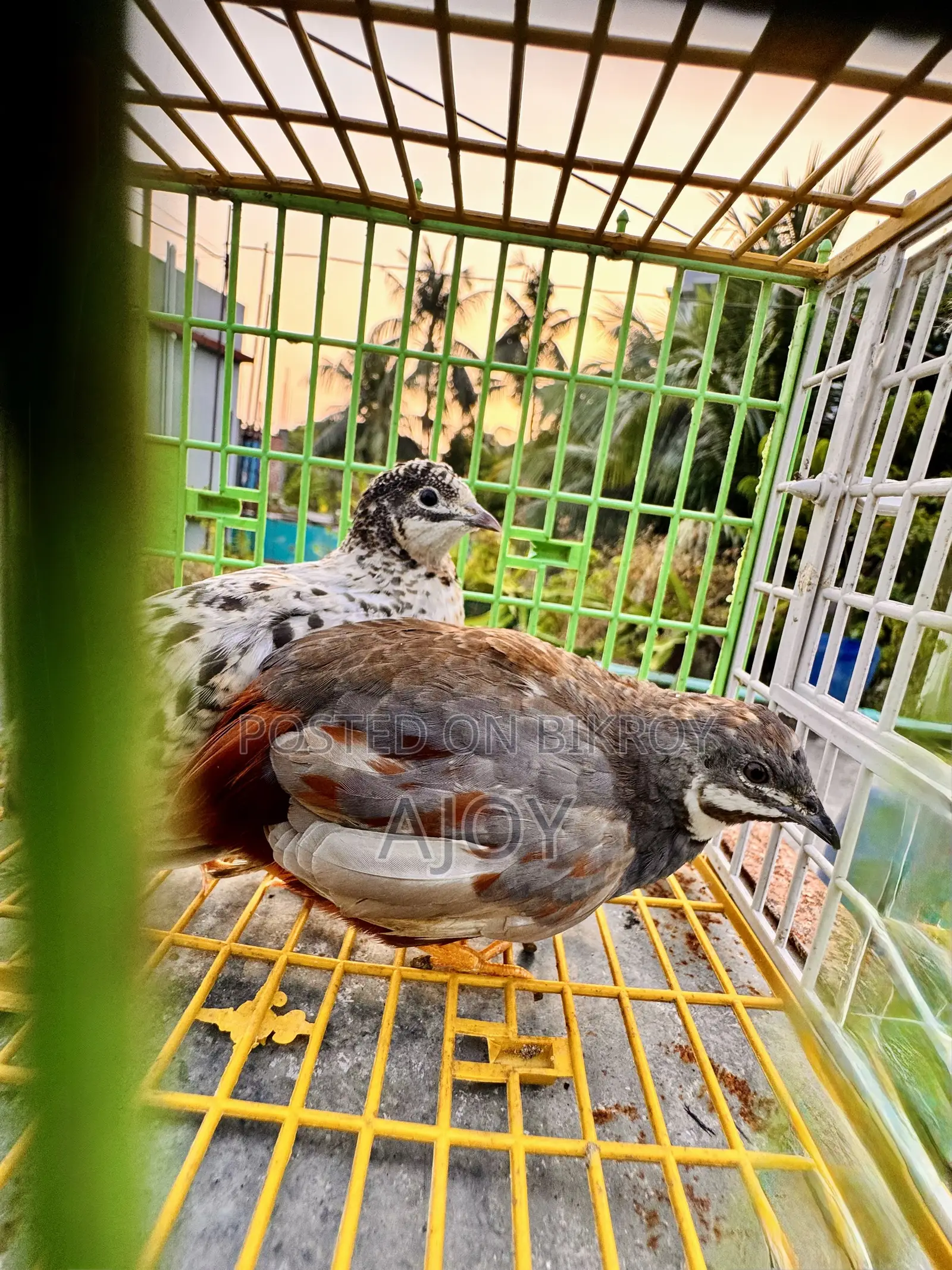 King Quail Bird Running
