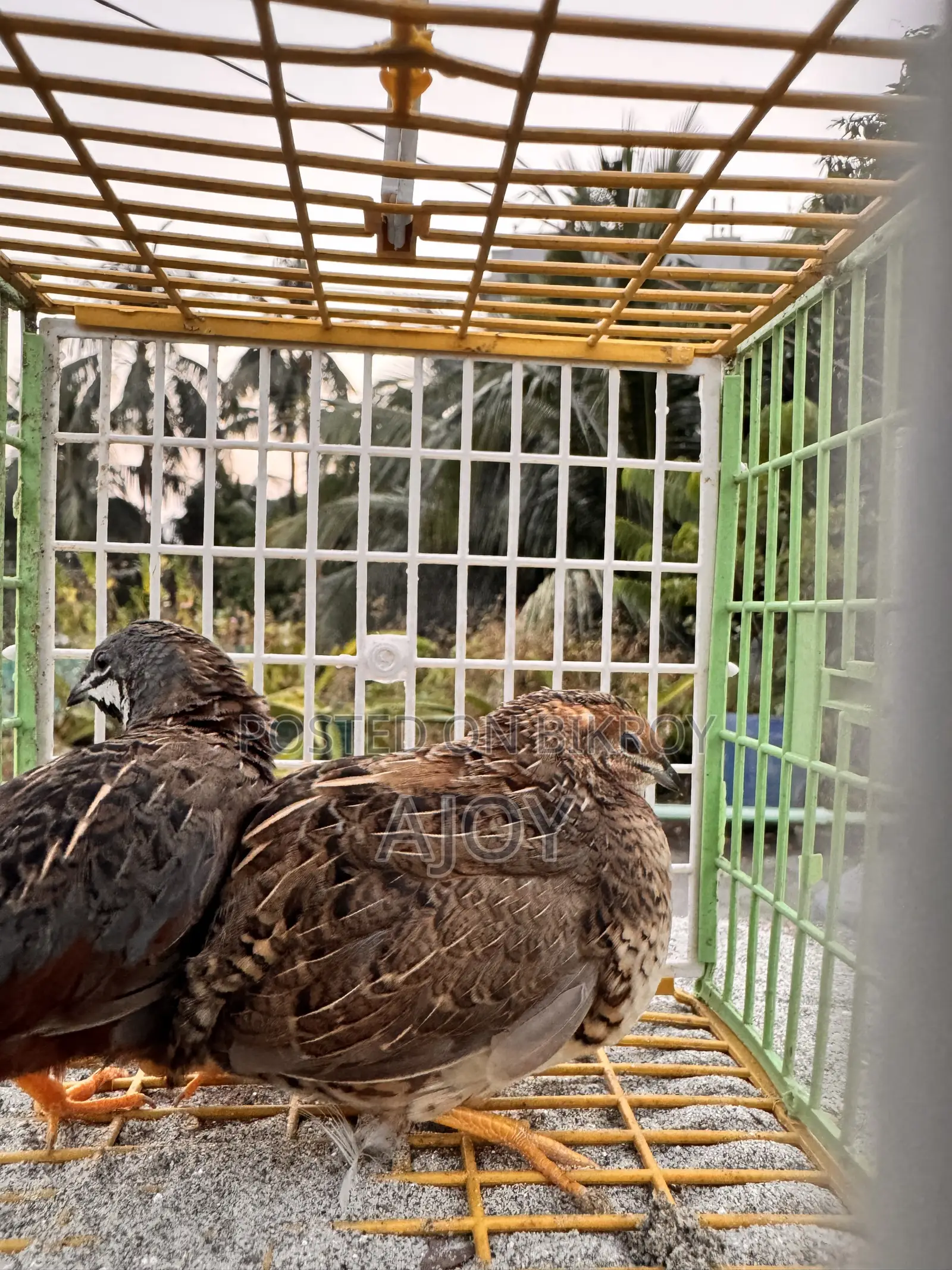 King Quail Bird Running