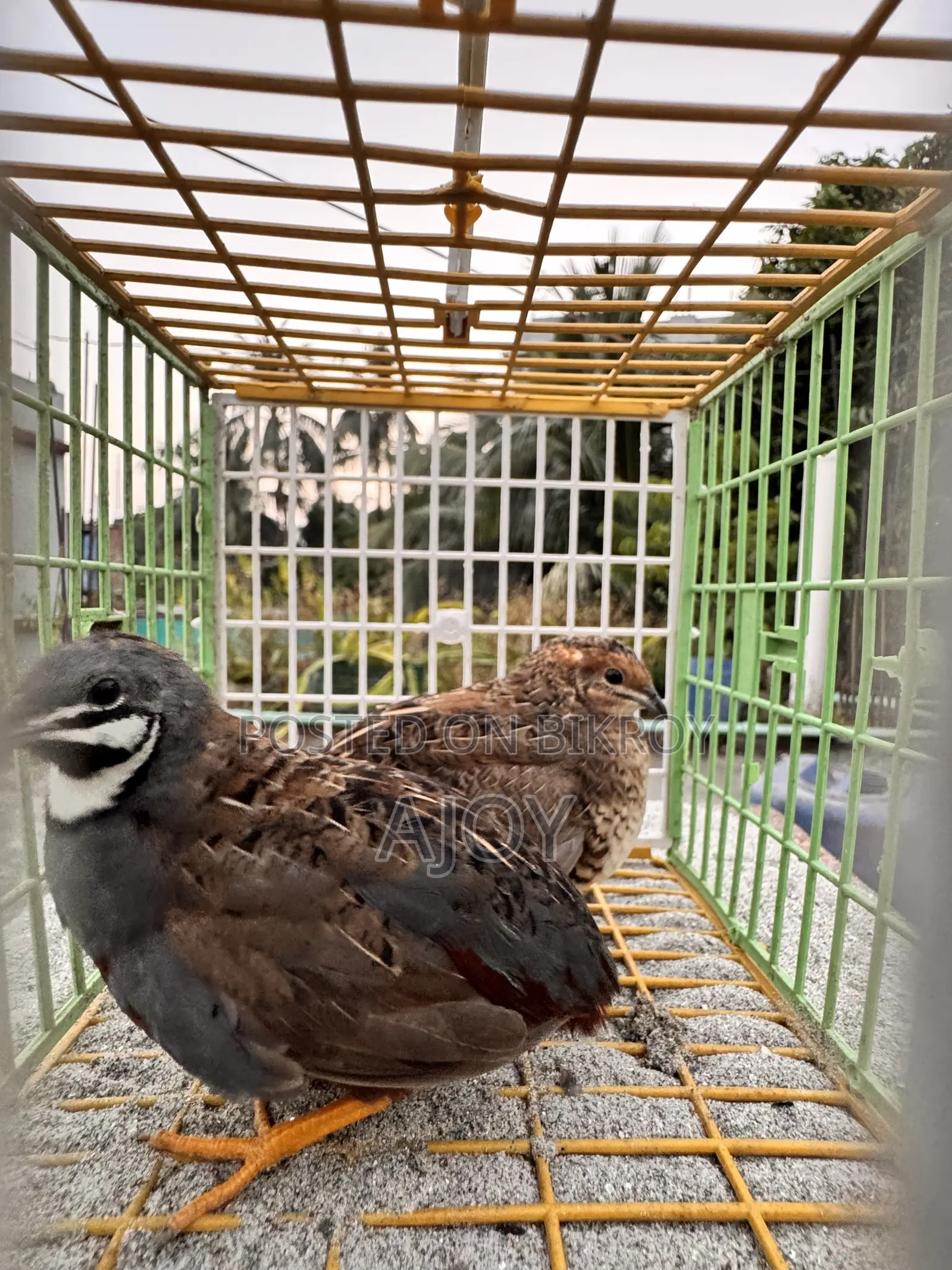 King Quail Bird Running