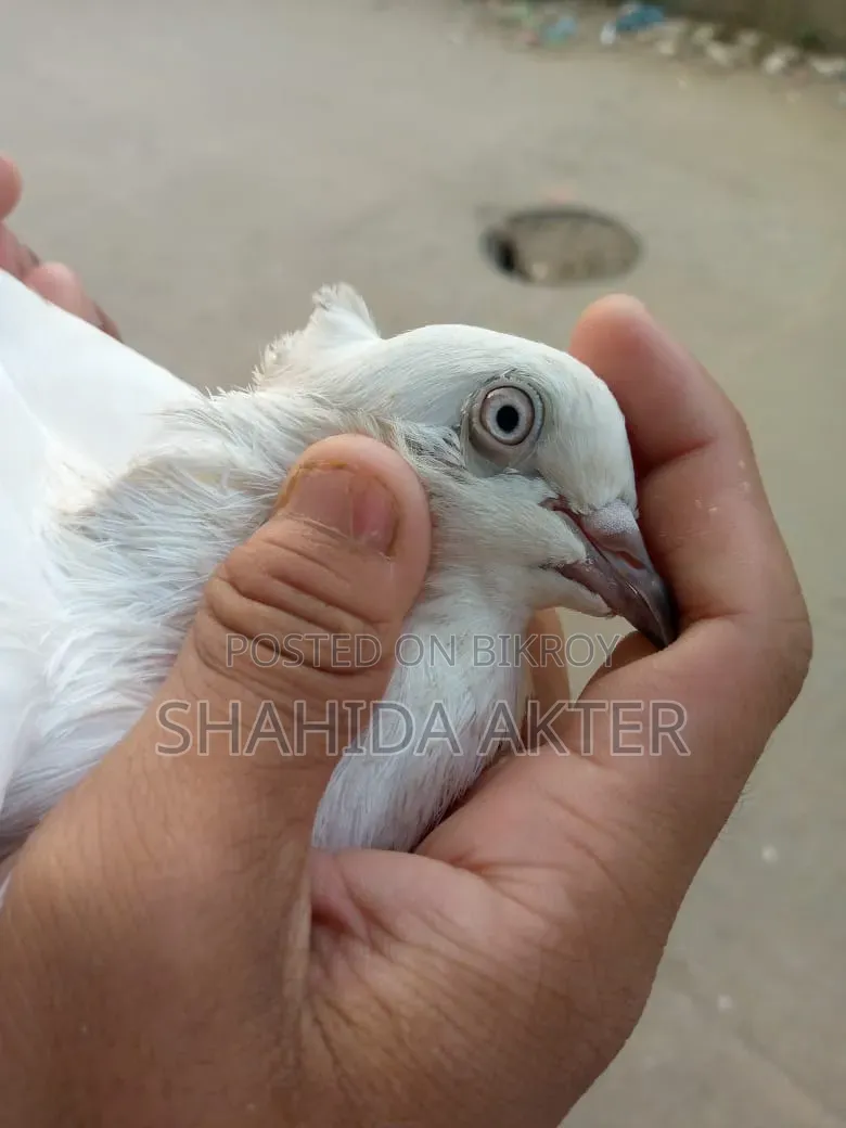 Kaldom Pigeon