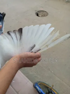 Kaldom Pigeon