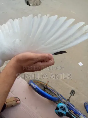 Kaldom Pigeon