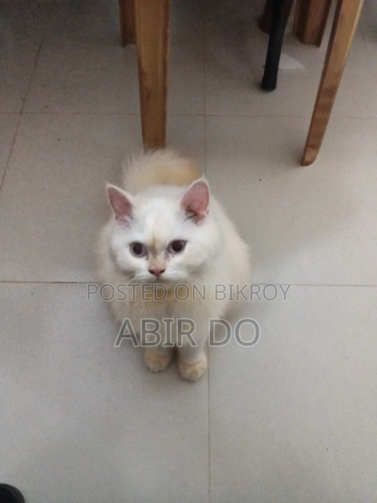 3-6 months Female Purebred Persian