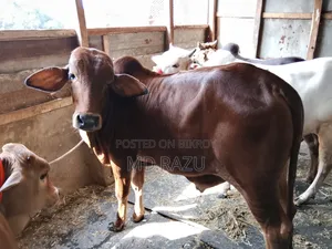 4 bull cows for sale