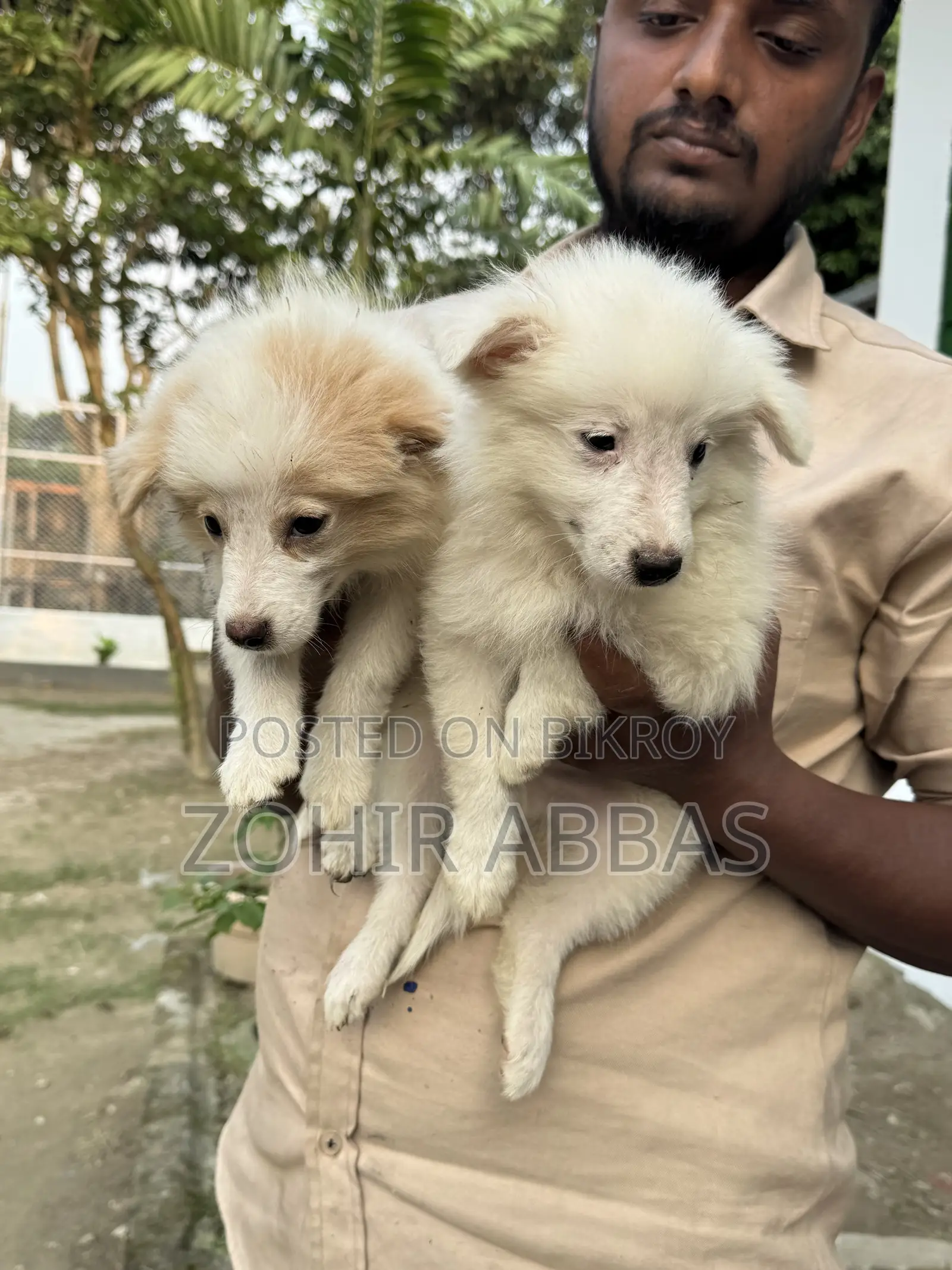 1-3 months Male Purebred Japanese Spitz