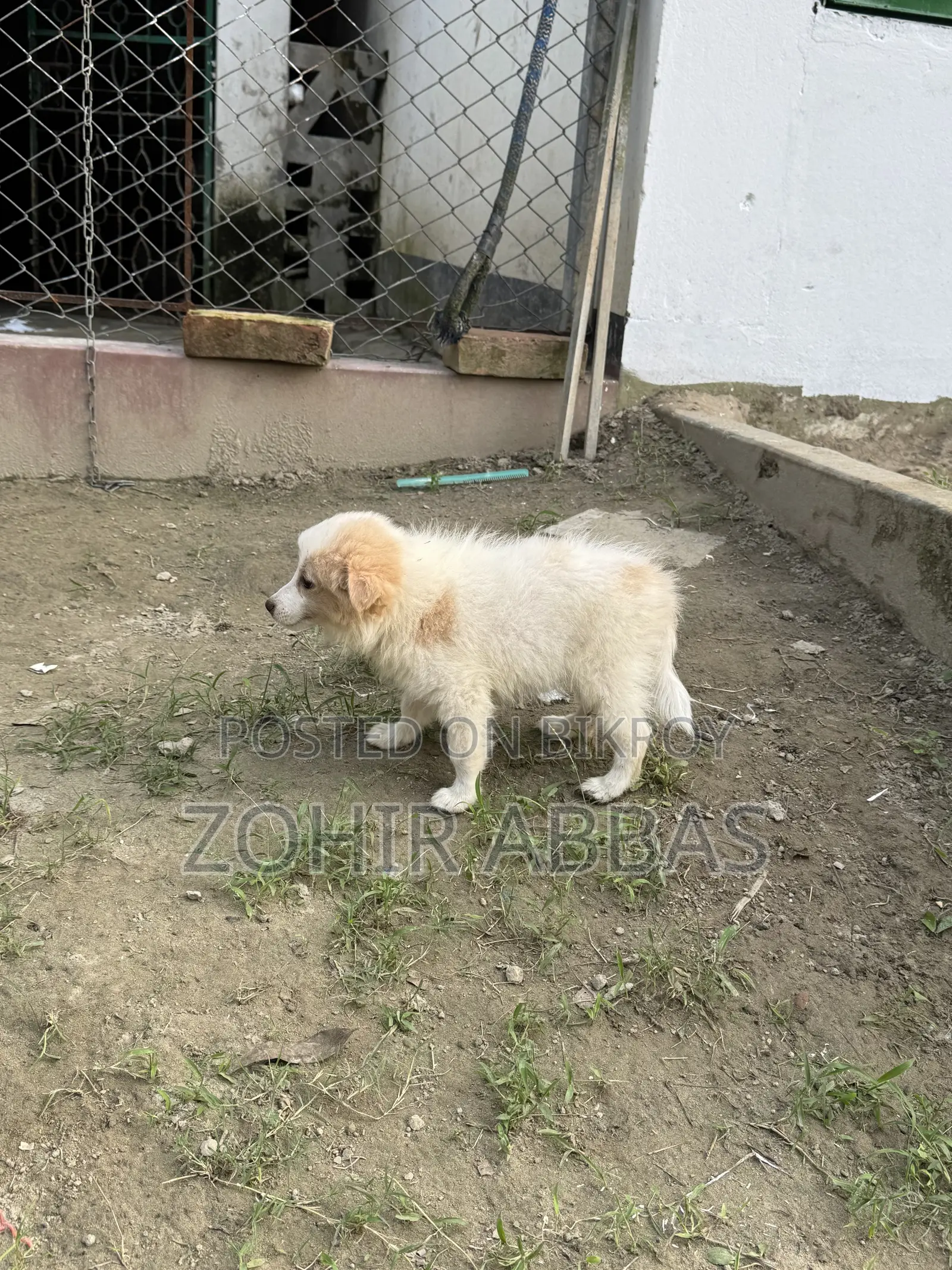 1-3 months Male Purebred Japanese Spitz