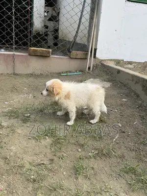 1-3 months Male Purebred Japanese Spitz