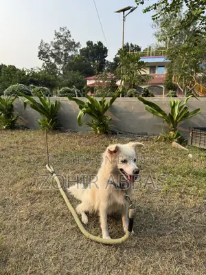 1-3 months Male Purebred Japanese Spitz