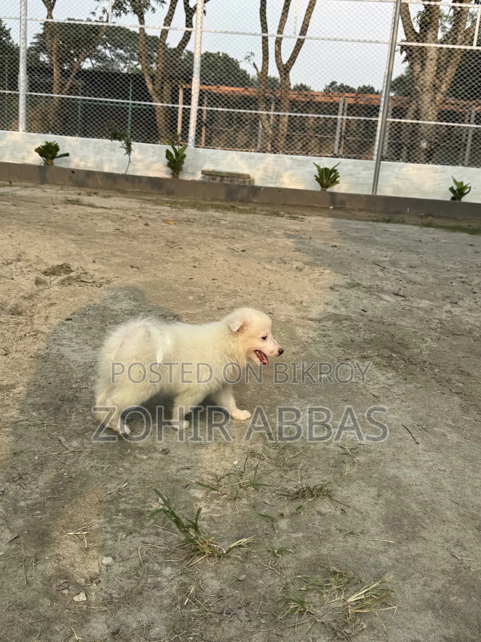 1-3 months Male Purebred Japanese Spitz