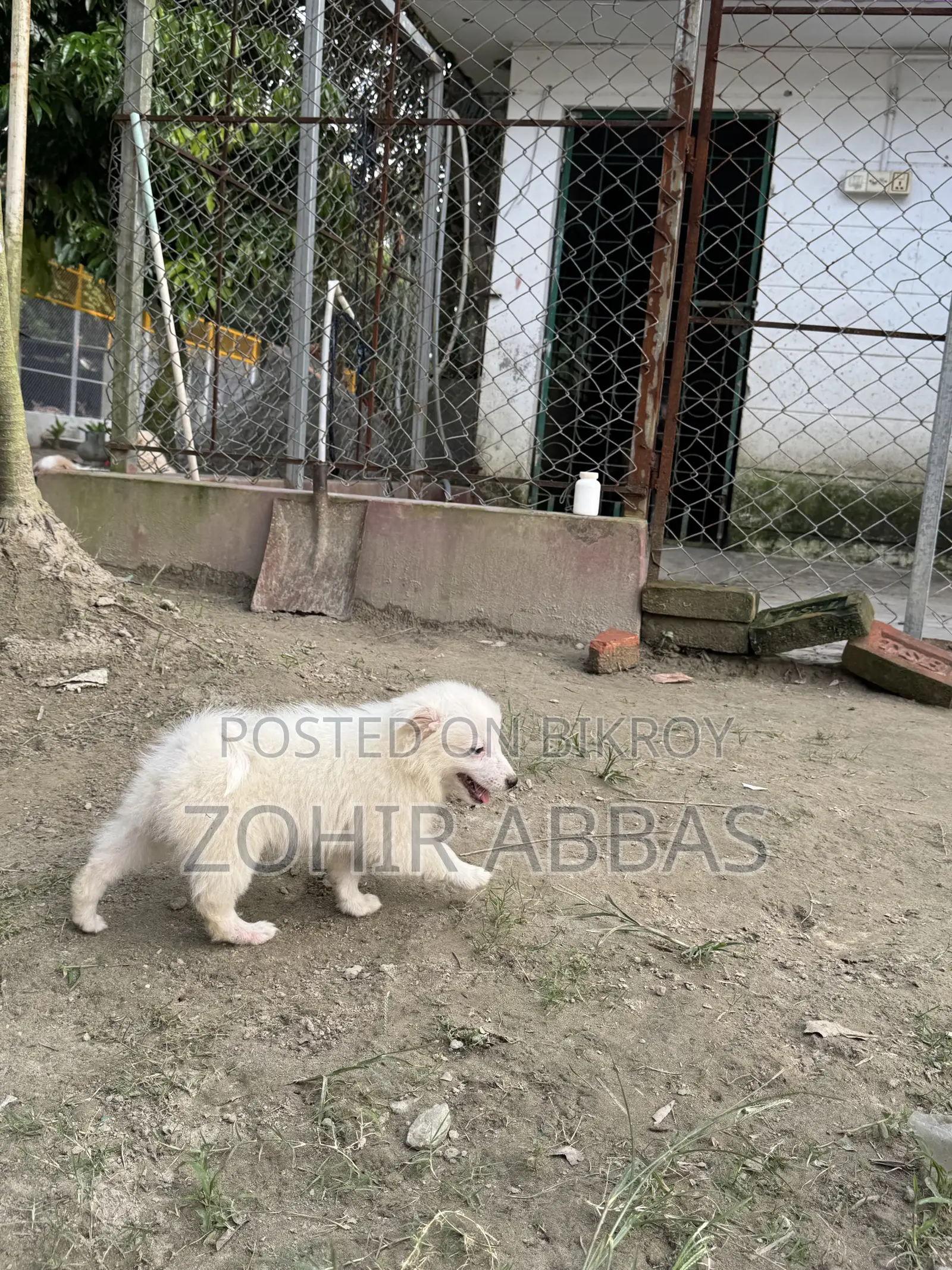 1-3 months Male Purebred Japanese Spitz