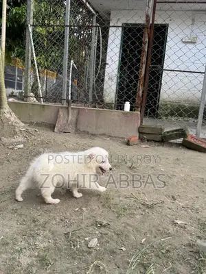 1-3 months Male Purebred Japanese Spitz