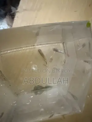 মিক্সড গাপ্পি ফ্রাই সেমি-এডাল্ট