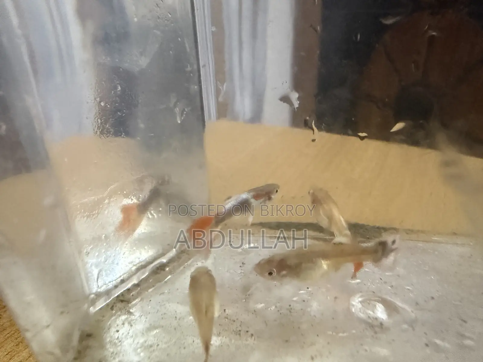 মিক্সড গাপ্পি ফ্রাই সেমি-এডাল্ট