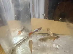Mixed Guppy Fry Semi-Adult