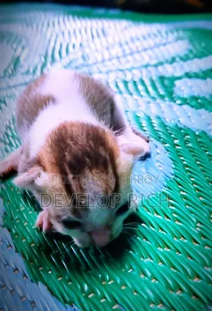 বিড়াল বিক্রির জন্য