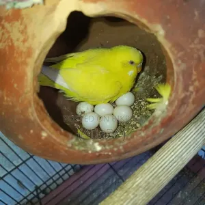 বাজরিগার পাখি