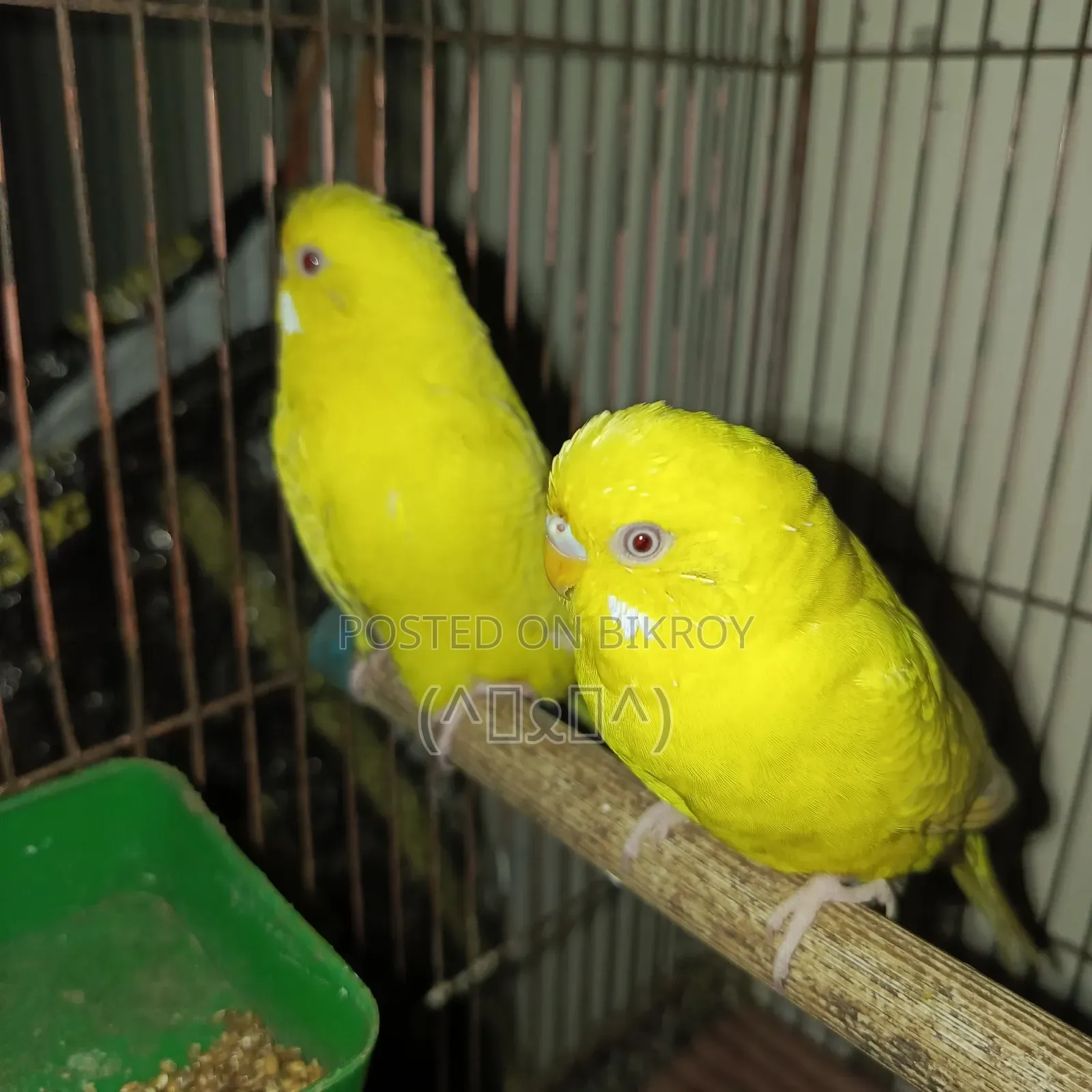 বাজরিগার পাখি
