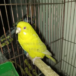 বাজরিগার পাখি