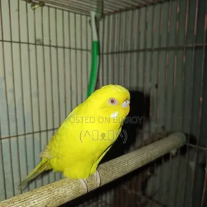 বাজরিগার পাখি