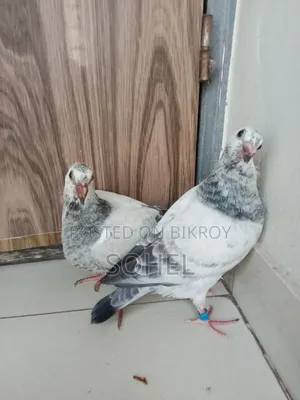 One Pair of Afsan Grizzle Racing Baby Pigeons