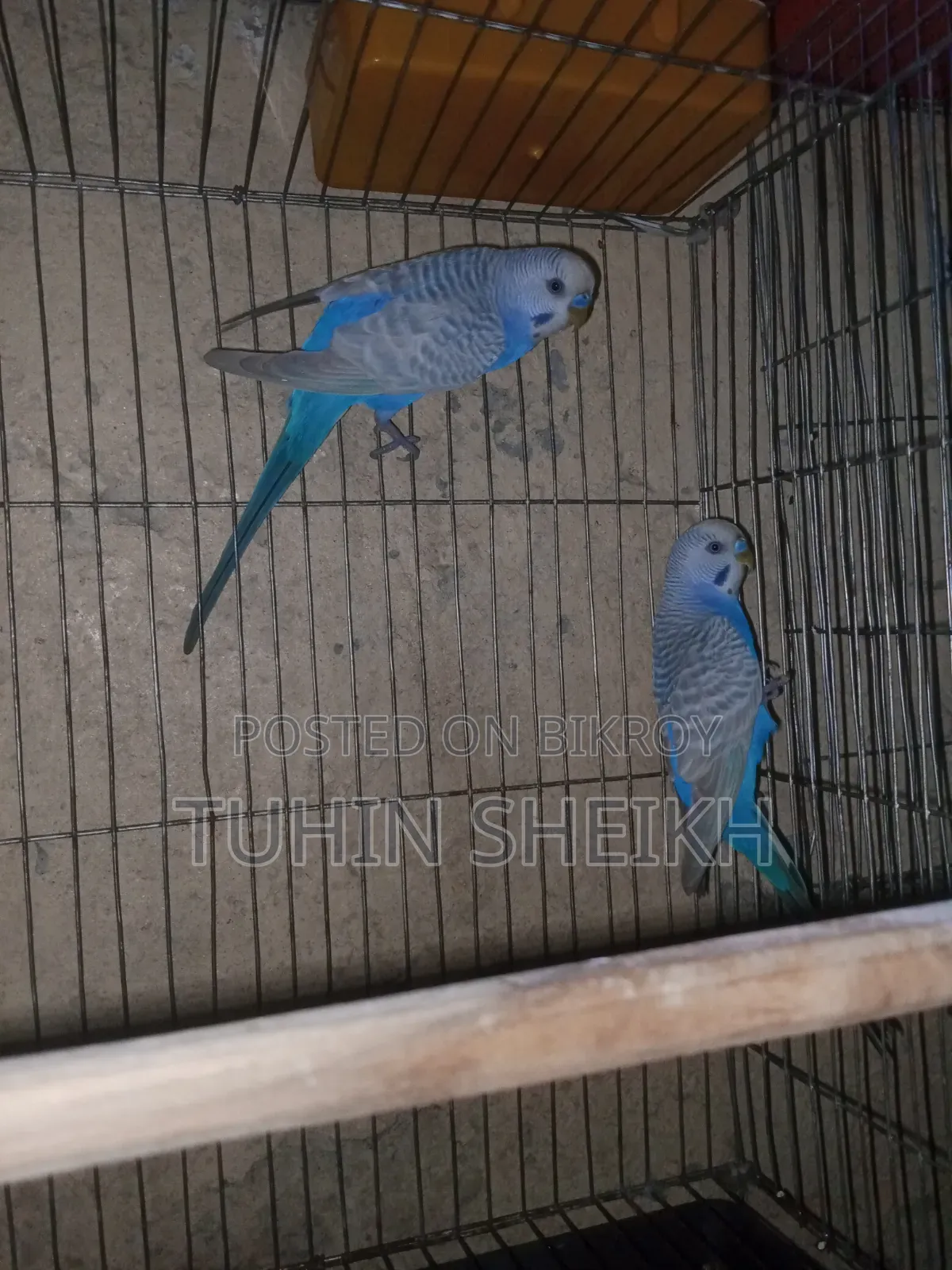 ক্লিয়ার উইং এডাল্ট পাখি