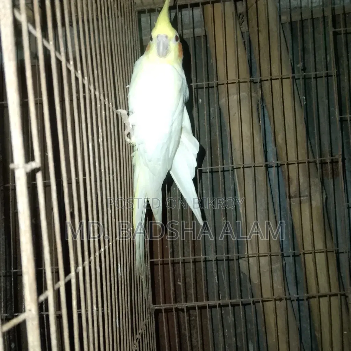 Cockatiel bird sell