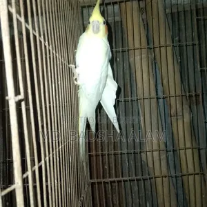 Cockatiel bird sell