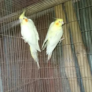 Cockatiel bird sell