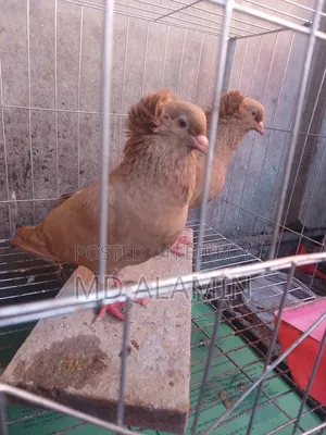 Bombay Pigeon