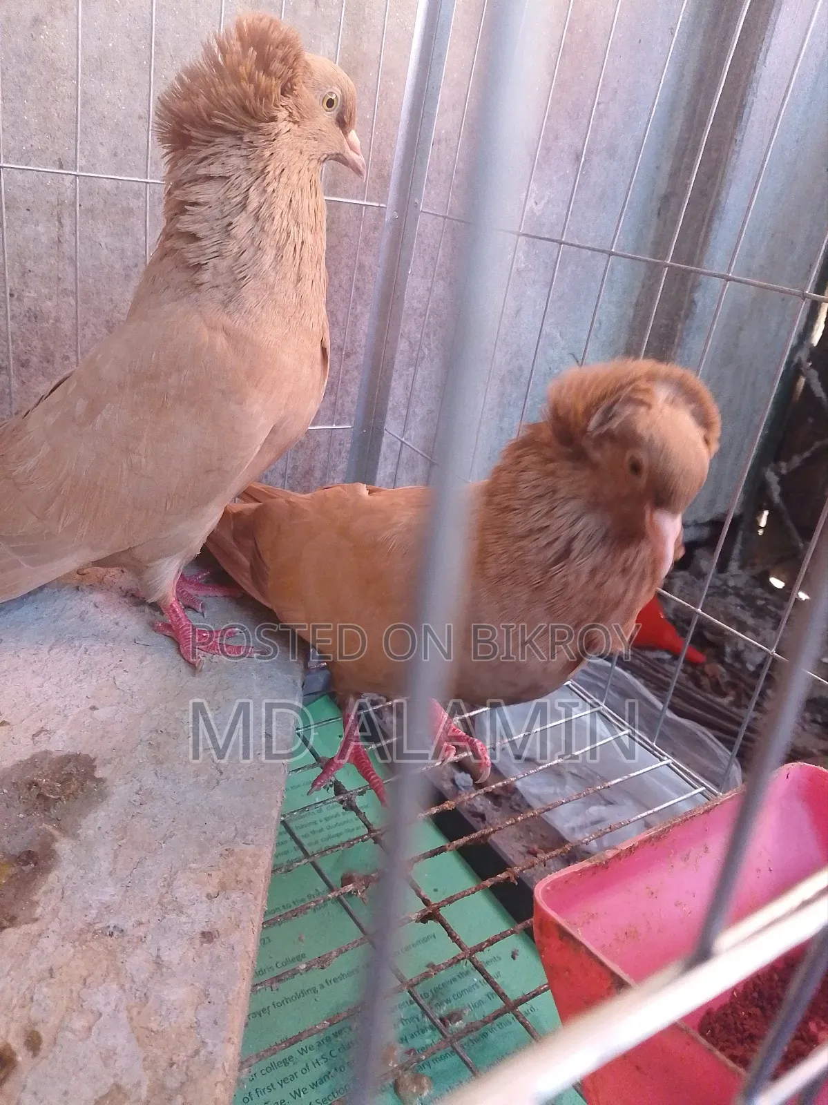 Bombay Pigeon