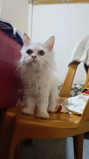 ১-৩ মাস বয়সী ফিমেল পিওরব্রেড পার্সিয়ান