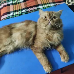 1-3 months Female Purebred Persian