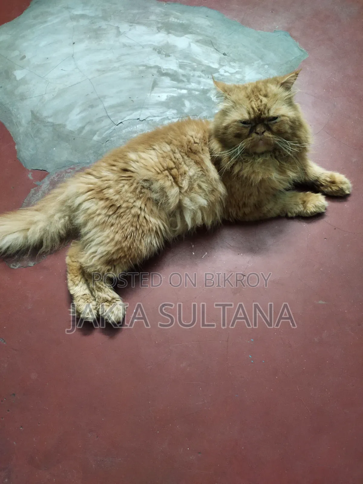 1-3 months Female Purebred Persian