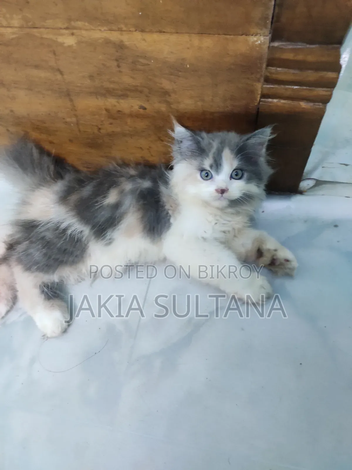 1-3 months Female Purebred Persian