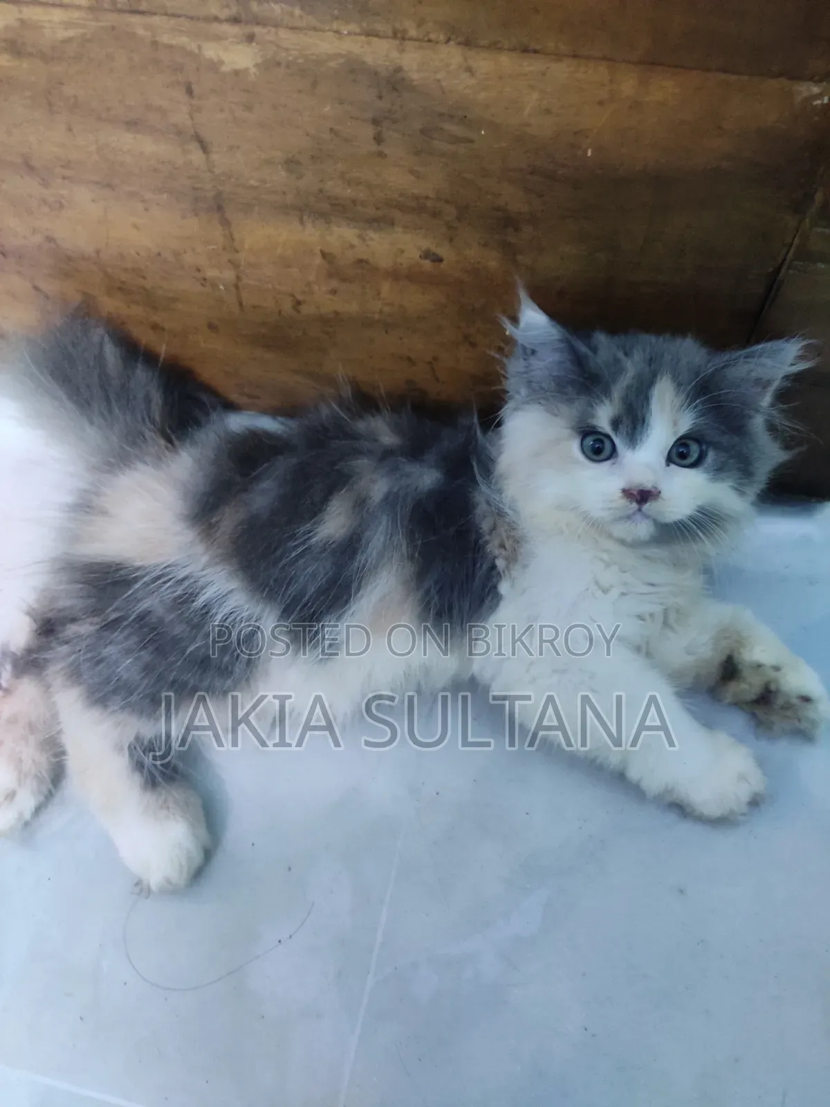 1-3 months Female Purebred Persian