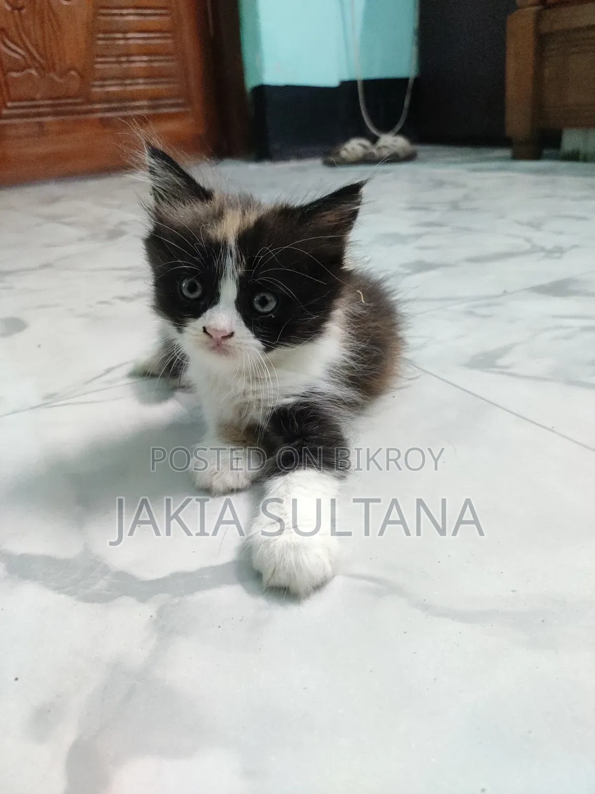 1-3 months Female Purebred Persian