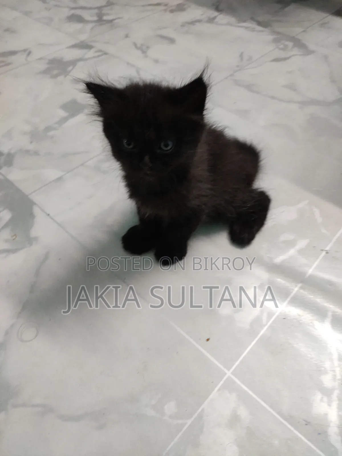 1-3 months Female Purebred Persian