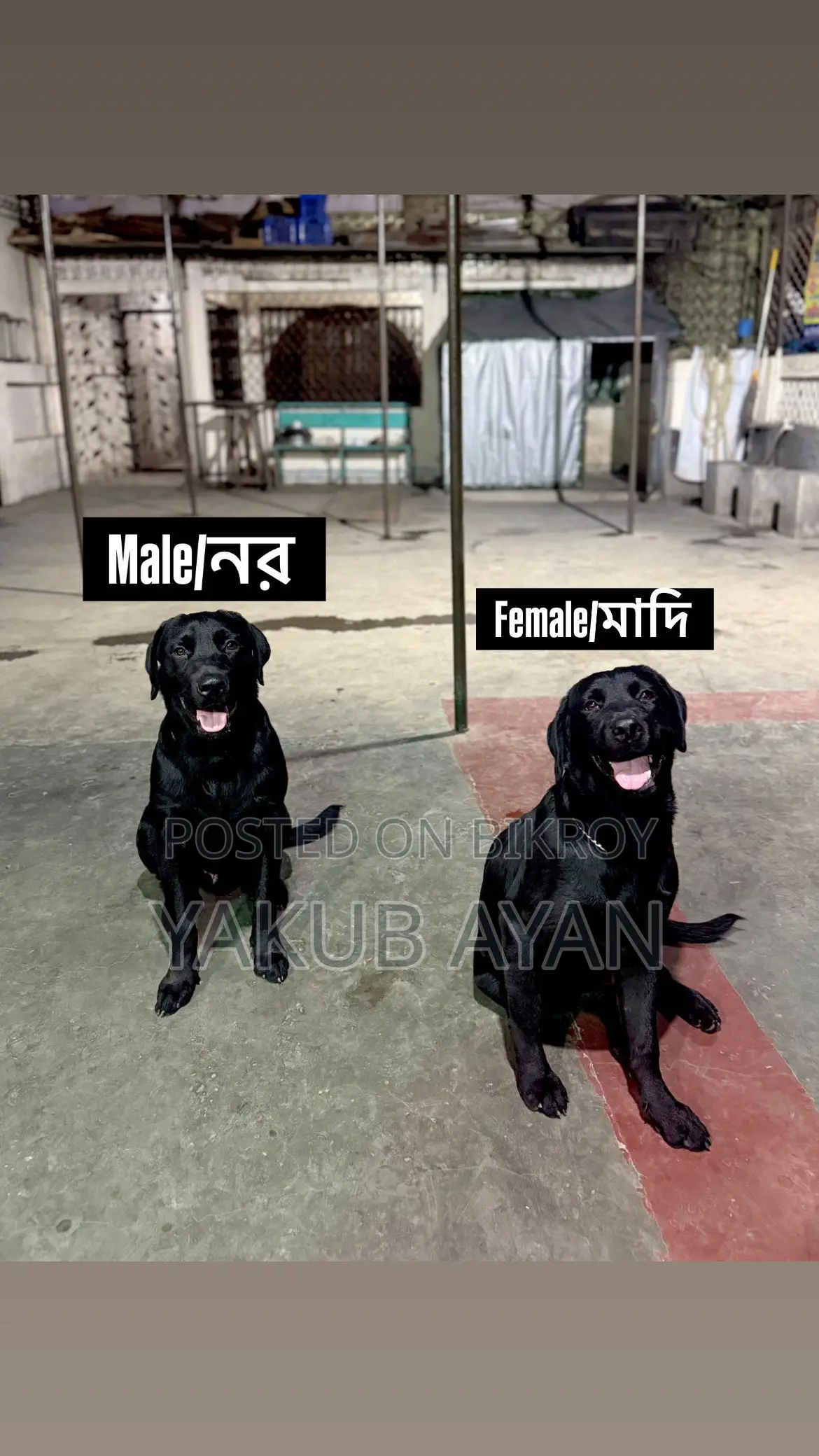 6-12 months Male Purebred Labrador Retriever
