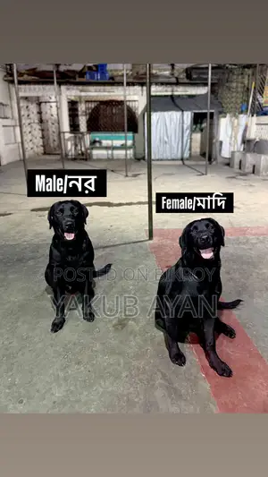 6-12 months Male Purebred Labrador Retriever