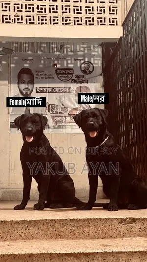 ৬-১২ মাস বয়সী পুরুষ বিশুদ্ধ জাতের লেব্রাডর রিট্রিভার