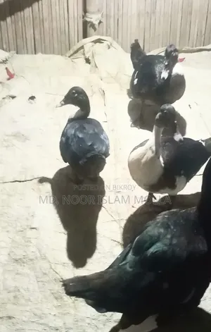 Chinese Duck for Sale