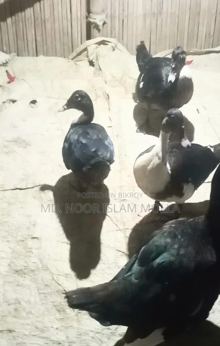 Chinese Duck for Sale