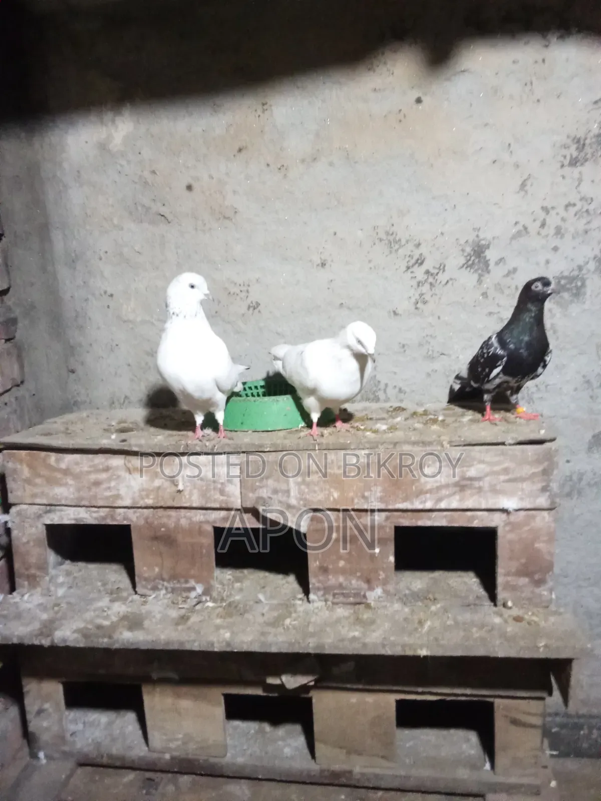 আমার বিঞাপন